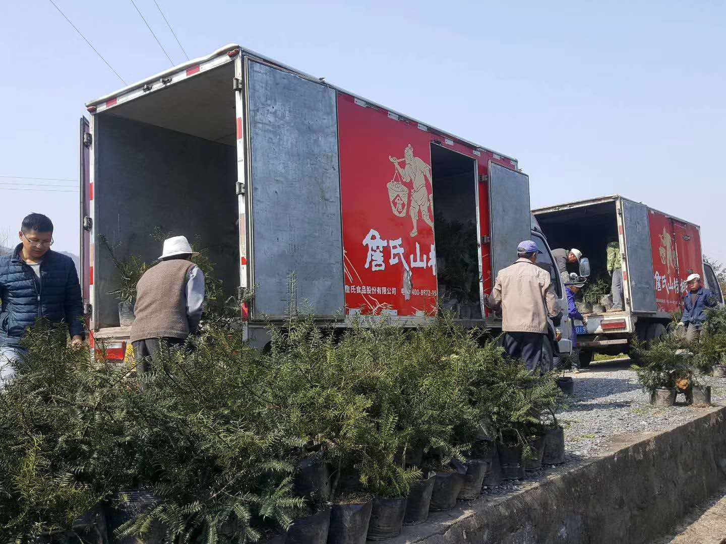緢